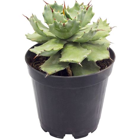 Agave potatorum f.ma minima - agave p. compatta - vaso 14 cm (1/3)