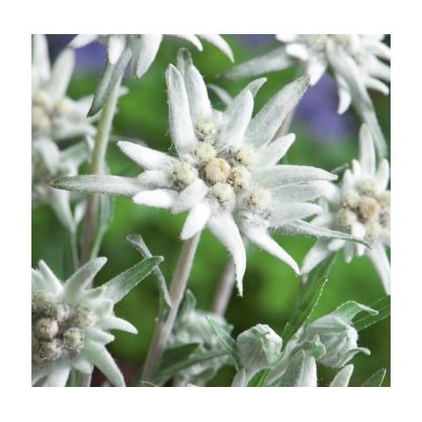 EDELWEISS -  3 GODETS