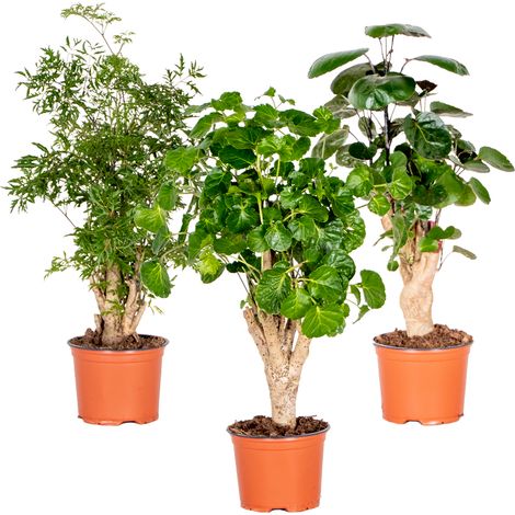 Bloomique - Lot de 3 - Polyscias - Aralia - Fabian, Ming, Green Lemon - Plantes d’intérieur - Sans danger pour les animaux - 30-40 cm de haut - Pot 12 cm