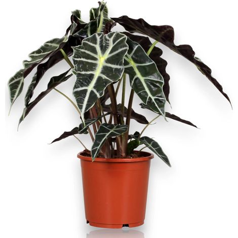 Gardenaria Alocasia 'Polly' - Pianta da interno ornamentale - Altezza: 38 cm (vaso 12) (1/5)