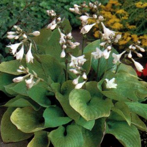 4 x Hosta 'August Moon' - godet 9x9 cm