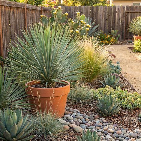 Bloomique - Yucca Rostrata - Lis des palmiers - Plante de Jardin - Rustique - Persistante - Hauteur 40-50 cm - Pot 26 cm (1/5)
