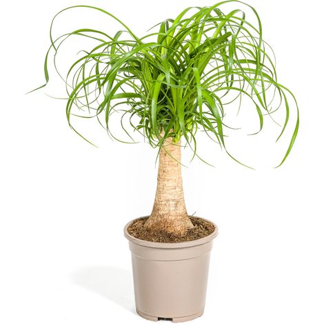 Beaucarnea Recurvata - Pied d'Éléphant - Plante d'Intérieur - Pot Ø 17 cm - Hauteur 40-60 cm - PANGIVO (1/5)