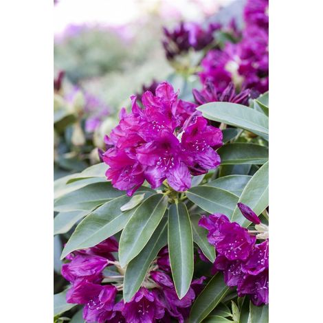 Rhododendron-Hybride 'Old Port' Rhododendron Hybr.'Old Port' C 5 30- 40 (1/5)