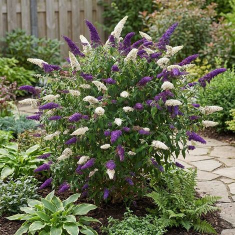 Buddleja Davidii Duo Violet et Blanc - Arbre à papillons - Plante de jardin - Rustique - Hauteur : 30-40 cm - Pot de 17 cm (1/5)