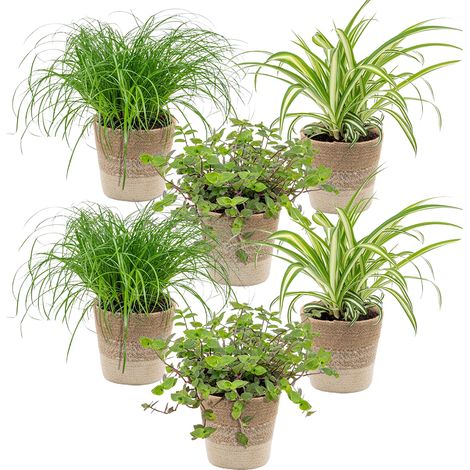Bloomique - Lot de 6 - Plantes sans danger pour les animaux - Chlorophytum, Cyperus, Callisia - Plantes d’intérieur - Hauteur 20-30 cm - Panier en jute 12 cm