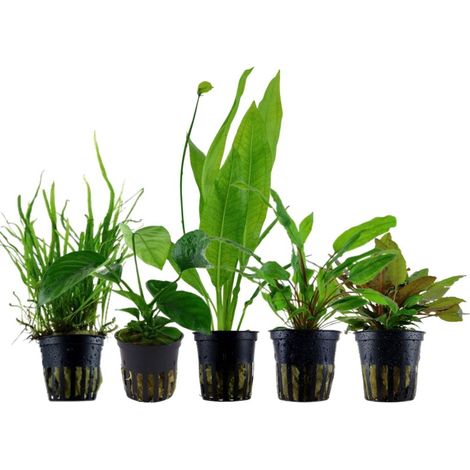 'Diskus' Set mit 5 Topf Pflanzen Aquariumpflanzen Set Nr.131