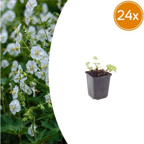 Lot de 24 Géraniums Vivaces Couvre-sol Macrorrhizum White Ness Fleurs Blanches 10-25 cm Ø 9 cm - PANGIVO (1/5)