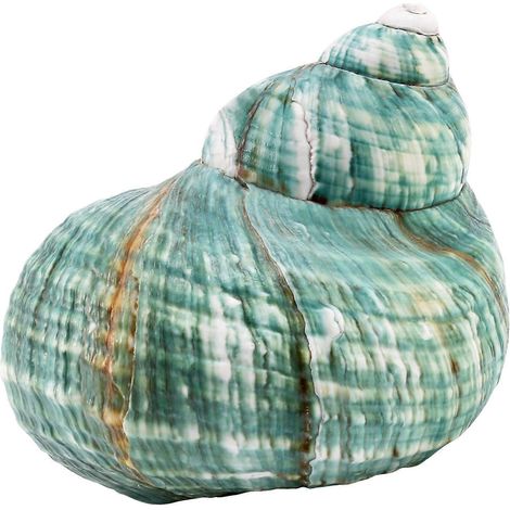 Coquillage de mer véritable, rare et naturel, de 10 cm, couleur turbo, vert, 1 pièce.