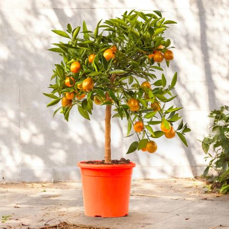 Gardenaria Kucle - Citrus japonica × Fortunella - Pianta di agrume da frutto in vaso - Altezza: 70/80 cm (vaso 22) (1/5)