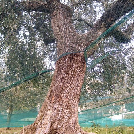 Rete per olive rinforzata e occhiellata tessuto antispina telo CON APERTURA verde 85 gr/mq - 12x12 mt