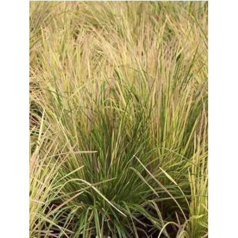 Canche cespiteuse 'Goldtau' Godet de 8/9 cm (1/2)