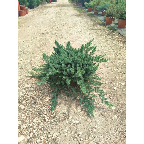 Genévrier Juniperus Conferta Blue Pacific Pot 24 cm Conifère Tapissant (1/3)