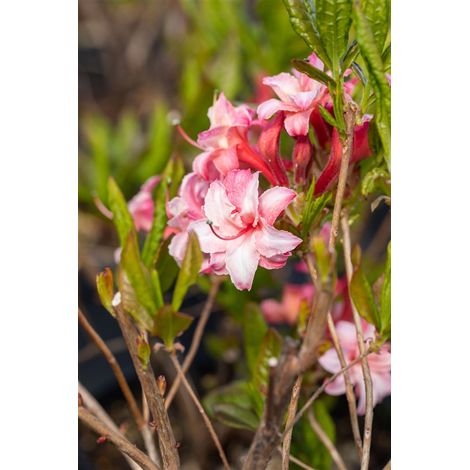 Sommergrüne Azalee 'Corneille' Rhododendron lut.'Corneille' C 5 40- 50 (1/2)