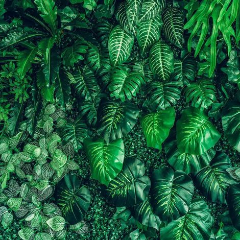 papier peint panoramique feuilles de la jungle vert - Sanders & Sanders (1/5)