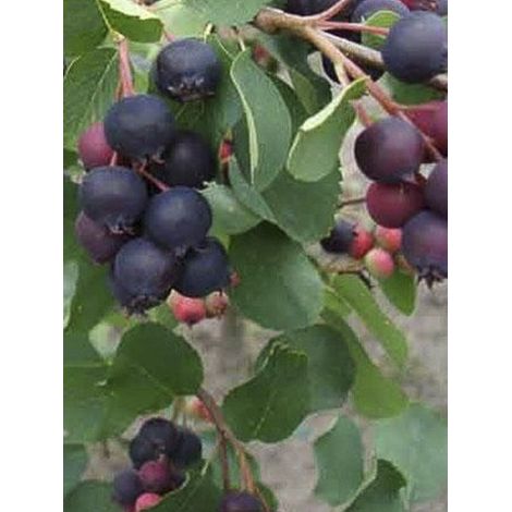 Amélanchier à feuilles d'aulne 'Smoky' Pot de 2L/3L (1/3)