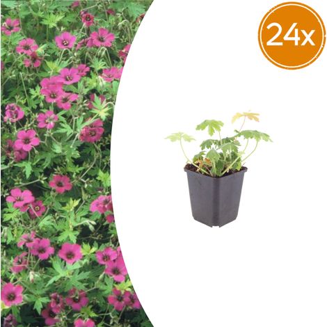 Lot de 24 Géraniums Vivaces Macrorrhizum Bevan's Variety Couvre-sol Rose Vif Pot Ø9cm - PANGIVO (1/5)