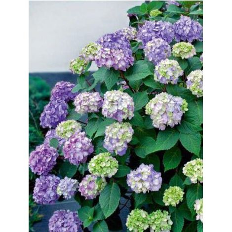Hortensia 'Endless Summer'® BloomStar Pot de 12L/15L