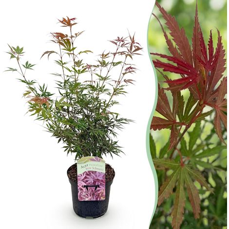 Érable du Japon Acer palmatum Jerre Swarts, Plante de Terrasse et Jardin, Rouge Foncé, 70 cm - PANGIVO (1/5)