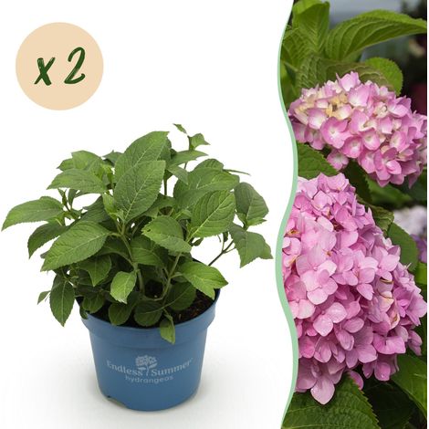 Hortensia Endless Summer The Original Pink - Lot de 2 Plantes de Jardin Roses - Pot 14cm - 20-25cm - PANGIVO (1/5)