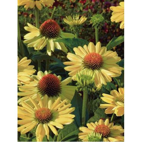 Rudbeckia pourpre 'Aloha' Godet de 8/9 cm