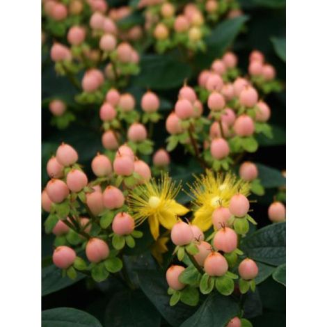 Millepertuis 'Magical® beauty 'kolmbeau' ' Pot de 3L/4L