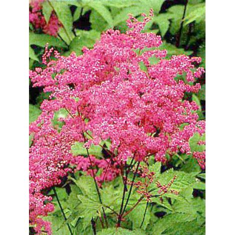 Reine des près, Filipendule rouge 'Venusta' Godet de 8/9 cm (1/3)