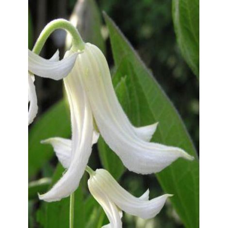 Clématite integrifolia 'Alba' Pot de 2L/3L (1/3)