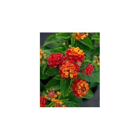 Lantana camara 3 cuttings red yellow