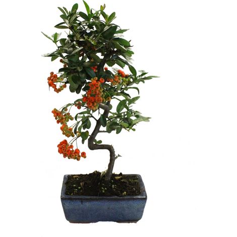 Bonsai Pyracantha - Bonsai Agazzino - H 35-40 cm Vaso Ø 15 cm (1/4)