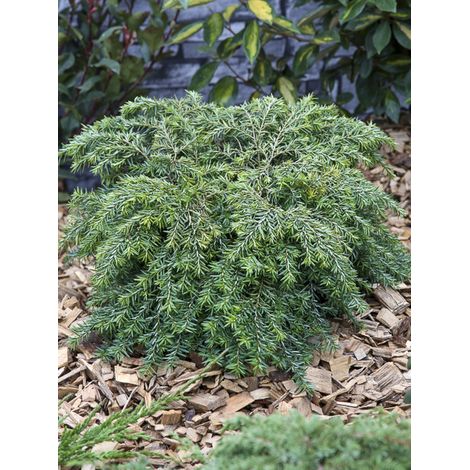 Tsuga du canada 'Nana' Pot de 3L/4L