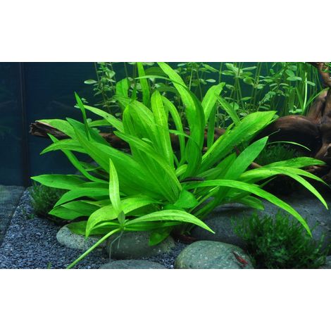 Aquarium Pflanze Helanthium 'Quadricostatus' Wasserpflanzen Topf Nr.068