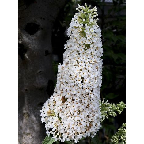 Arbre aux papillons 'Rêve de Papillon White' Pot de 2L/3L (1/2)