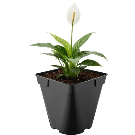 Garronda Pflanztopf Kunststoff 18 x 18 x 18 cm (4L) eckig abgerundet mit Drainagelöchern Blumentopf robust für Garten Gewächshaus Balkon Innen Außenbereich Schwarz GD-0200