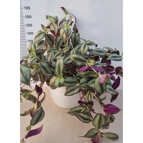 PIANTA DI TRADESCANTIA IN BASKET CM 27 (foto reale)