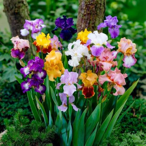 Bulbes d'iris rustiques - Germanica - 5 pièces - Multicolores - Mélange de bulbes de fleurs vivaces (1/5)