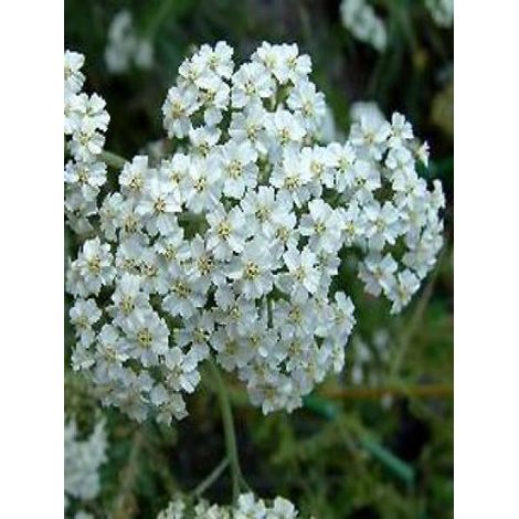 Achillée millefeuille 'Schneetaler' Godet de 8/9 cm (1/2)