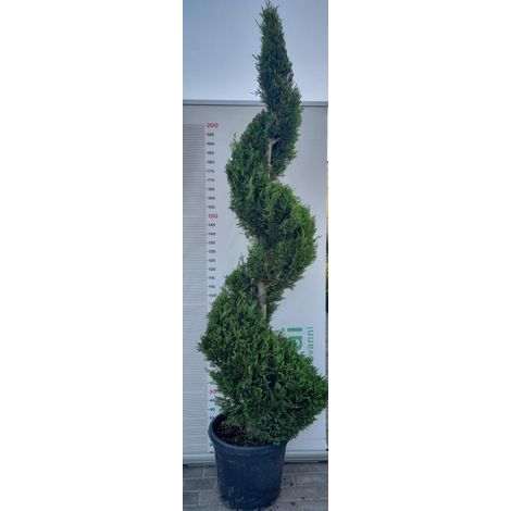 PIANTA DI CUPRESSOCYPARIS LEYLANDII SPIRALE V.30 H200+CM(FOTO REALI)