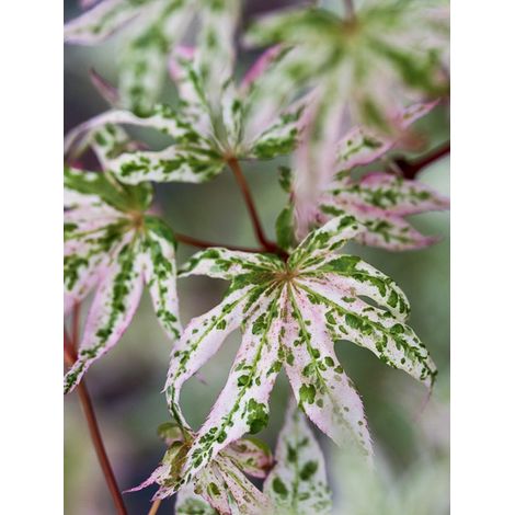 Érable du Japon 'Ukigumo' Pot de 3L/4L (1/2)