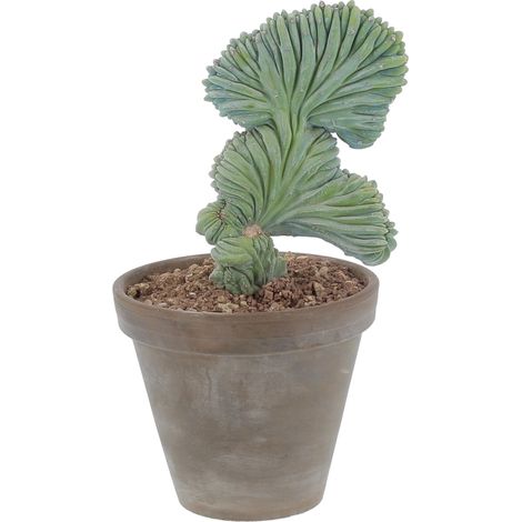 Myrtillocactus Geometrizans - H 30-45 cm Vaso da Coltura Ø 18 cm (1/3)