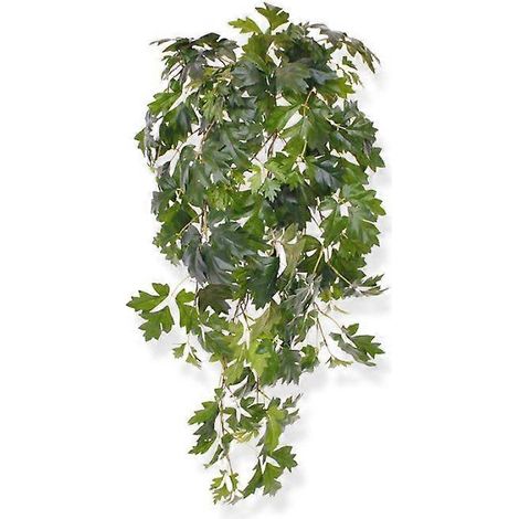 Cissus suspendu (80 cm) (1/2)