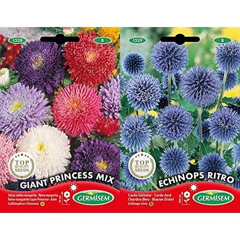 Graines Reine-marguerite Super Princesse Graines Chardon Bleu
