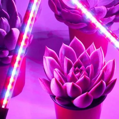 Lampe de Croissance LED Horticole - Domüy - 4 Tubes - Spectre Lumière Couleur Complet - Minuteur Automatique (1/4)