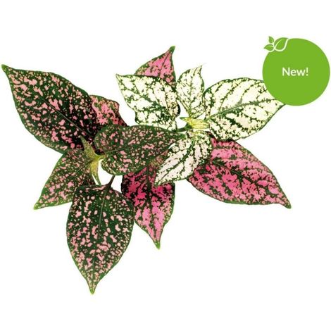 Anzuchtset click-amp-grow sgr48x3 schnelles Wachstum innen