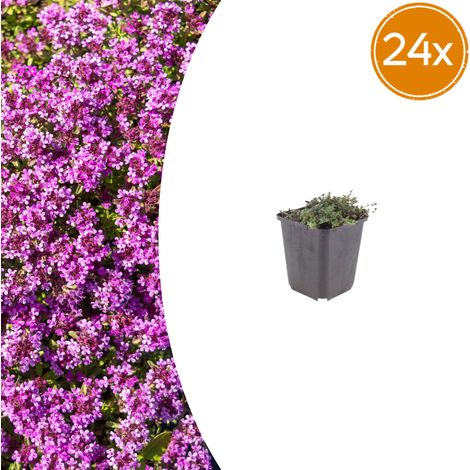 Lot de 24 Thyms Rampants Coccineus Couvre-sol Persistant Fleurs Rose Rouge 10-25cm Ø9cm - PANGIVO