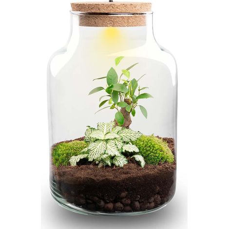Terrarium Plante DIY avec Éclairage LED - Kit Écosystème Bonsai Ficus et Fittonia - Ø 17 x 25 cm - PANGIVO (1/4)