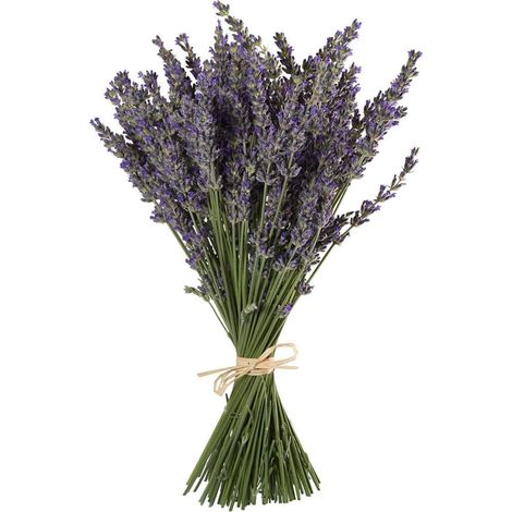 Bouquet de Lavande Séchée - 200 Tiges - Fleurs Naturelles 40-45cm - Parfum Durable et Décoration - Intérieur Mariage Artisanat - Violet Naturel (1/5)
