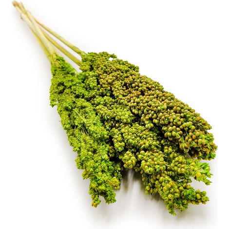 Sorghum millo - (Sorghum) - Seladon 5 Stk (1/3)