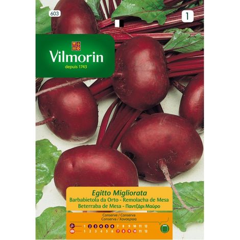 Graines Vilmorin Beet Table Egypte Egypte - 7 gr