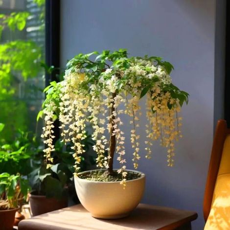 Graines de jasmin grimpant pleureur – Lot de 200 graines sans OGM, fleurs vivaces parfumées pour maison, jardin et extérieur (1/4)